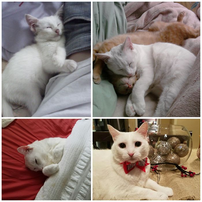 Cotton At 3 Months, 1.5, And 9 Years