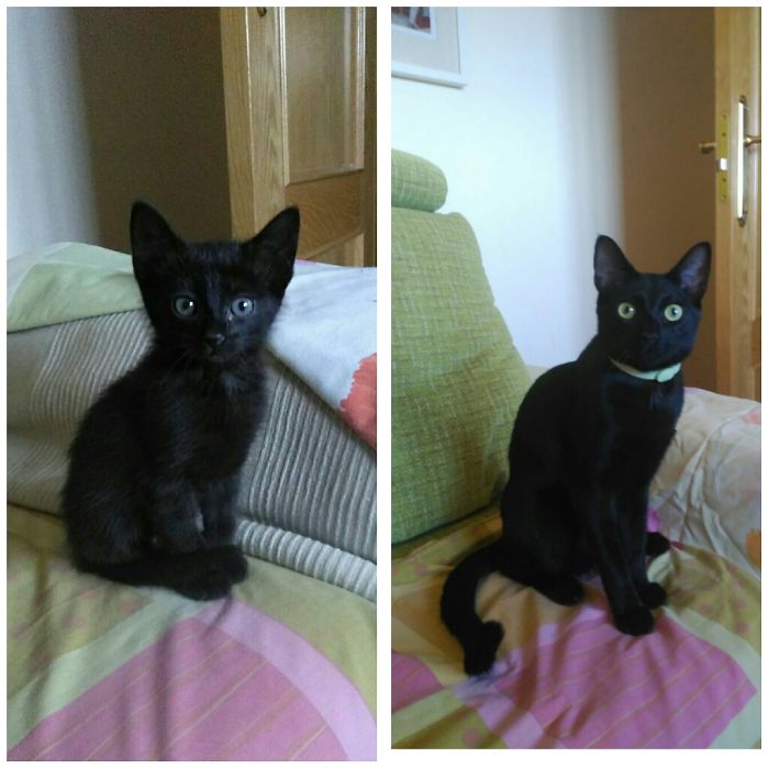 Sirius Black, From 1 Month To 1 Year