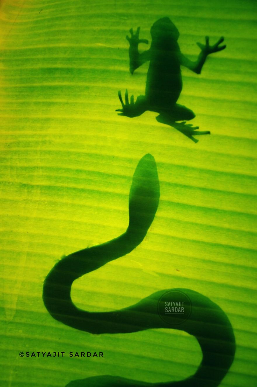 How To Do ‘Wildlife Photography’ At Home How To Do ‘Wildlife Photography’ At Home