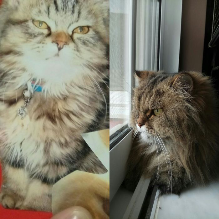 Fatsa The Greek Cat. Then Vs Meow