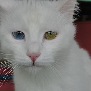 iuliana_stefanescuroman avatar