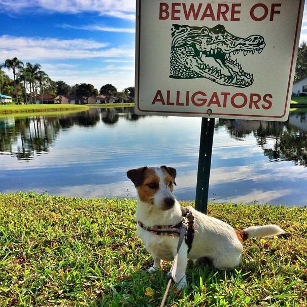 Alligators, Beware Of Jack Russels! Boynton Beach, Florida U.s.a