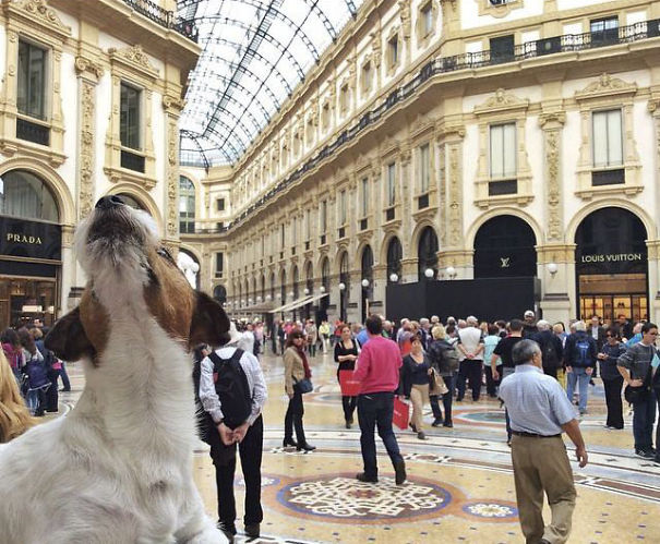 Snif, Snif... Is That... Fashion!?! Milan, Italy