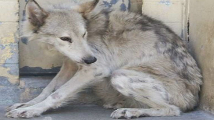 Rescuers Realize Stray Dog Wandering The Neighborhood Is More Than They Bargained For