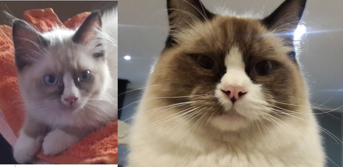 Jake The Ragdoll 1 Year Later