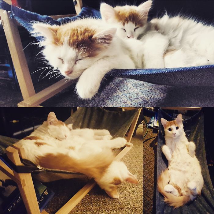 10 Weeks Old, 4.5 Months Old, 5.5 Months Old