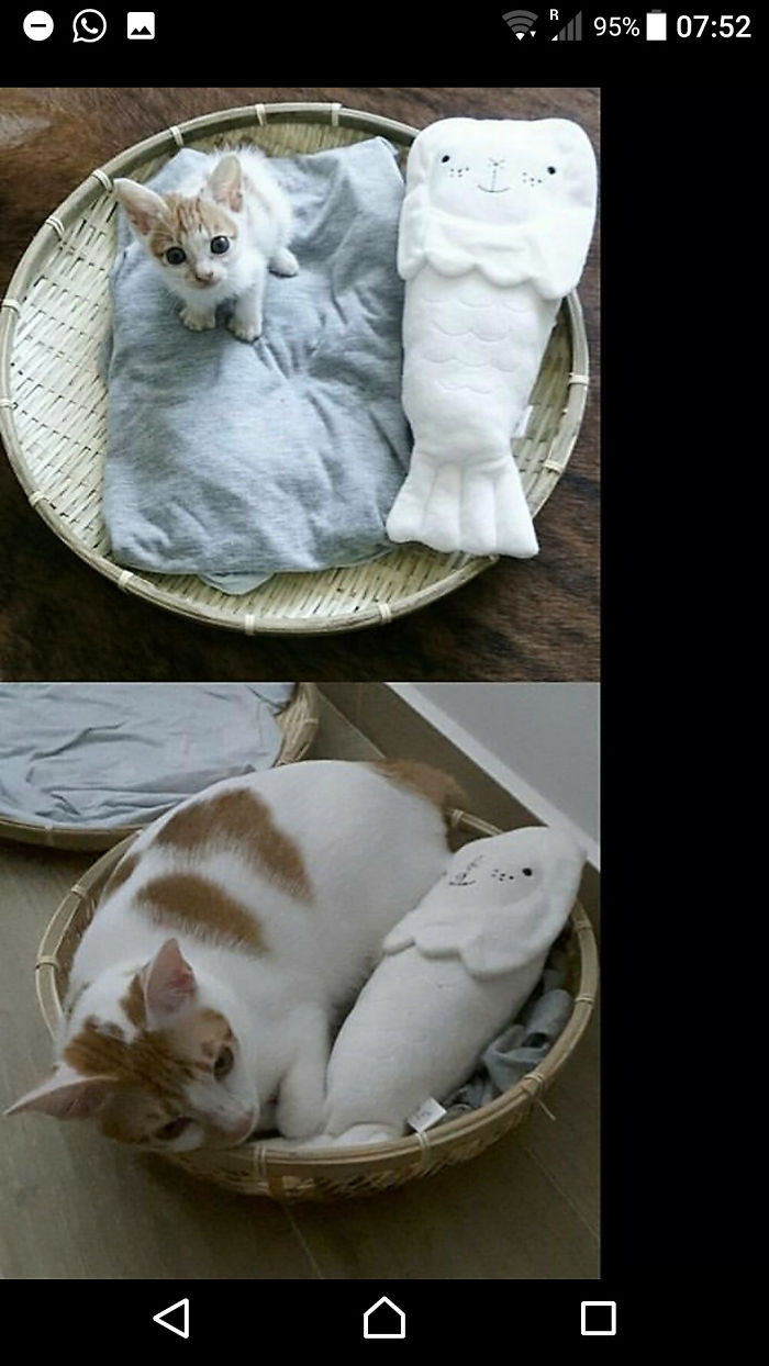 ([kitten + Food] × X Months)x Lazy=yuzu