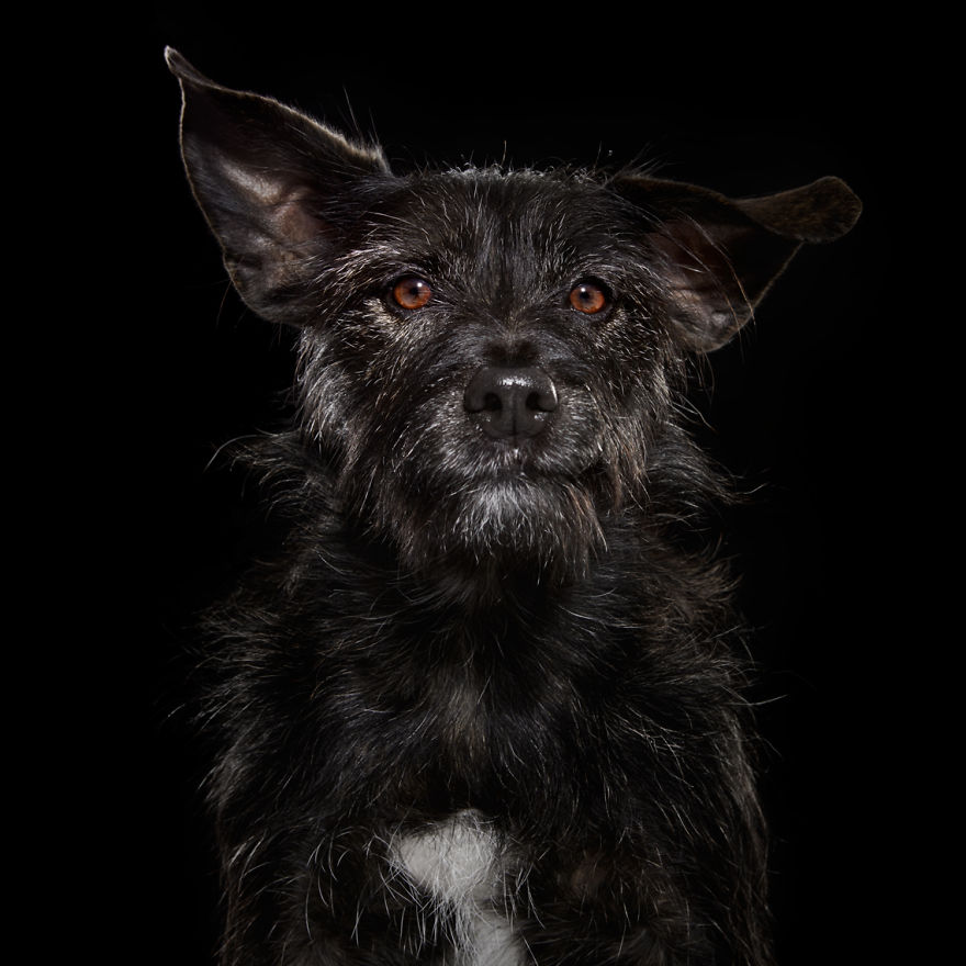 Overlooked Black Dogs - Photographer Brings Attention To The Problem Black Dogs Face In Shelters