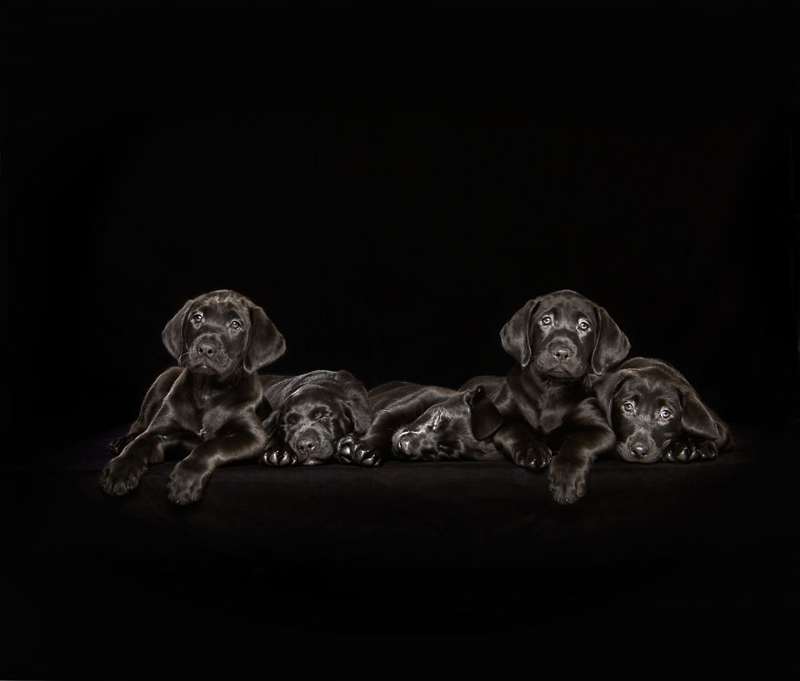 Overlooked Black Dogs - Photographer Brings Attention To The Problem Black Dogs Face In Shelters