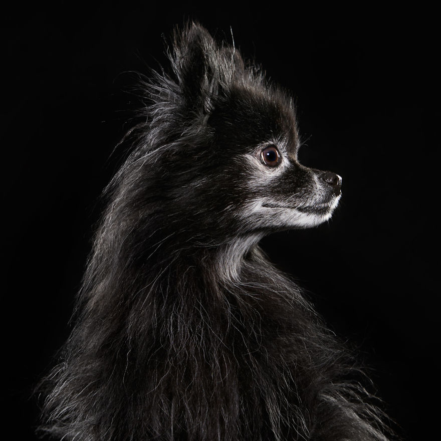 Overlooked Black Dogs - Photographer Brings Attention To The Problem Black Dogs Face In Shelters