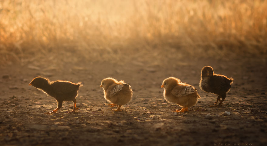 She Left Behind Her Career For Taking Adorable Pics Of Kids And Animals. The Result She Got Will Amaze You. She Left Behind Her Career For Taking Adorable Pics Of Kids And Animals. The Result She Got Will Amaze You.