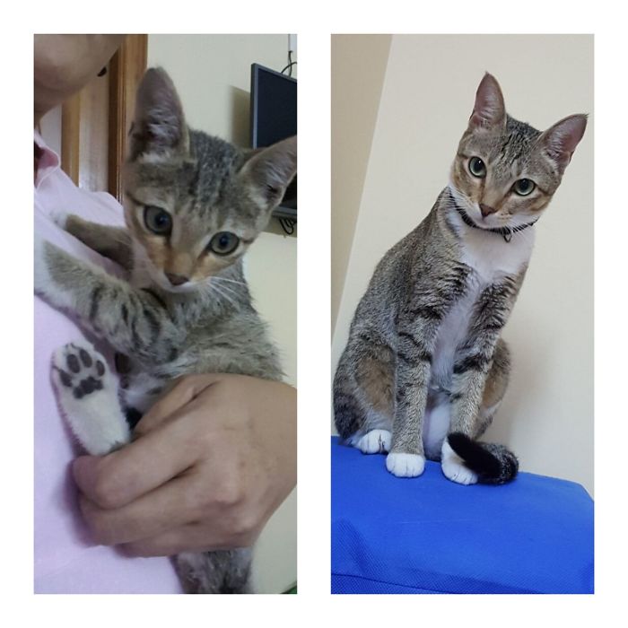 Our Smokey @ 3 Months And A Year Later