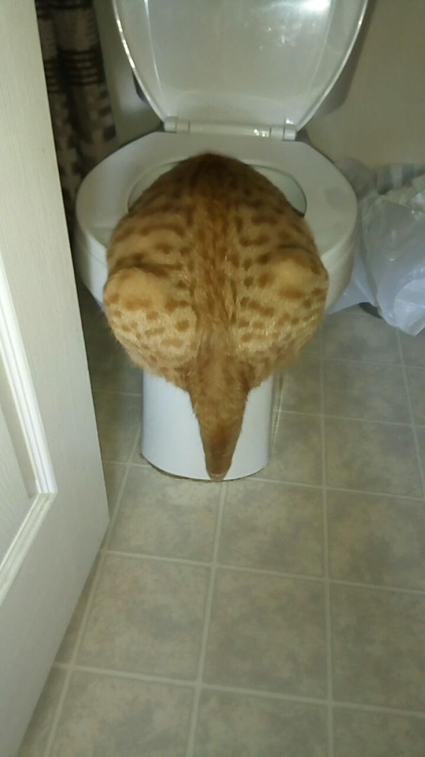 Found My Cat Like This