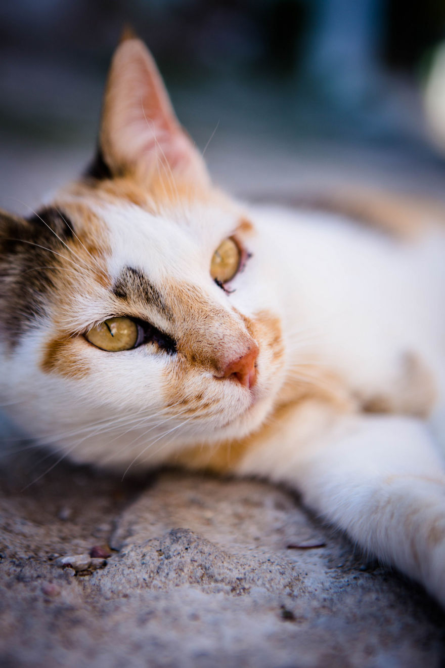Istanbul Stray Cats With Purrrsonality
