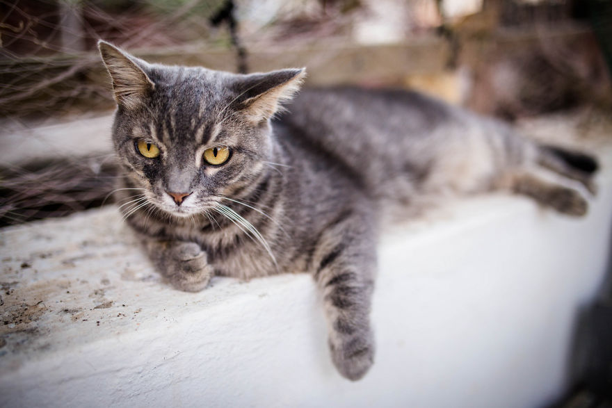 Istanbul Stray Cats With Purrrsonality