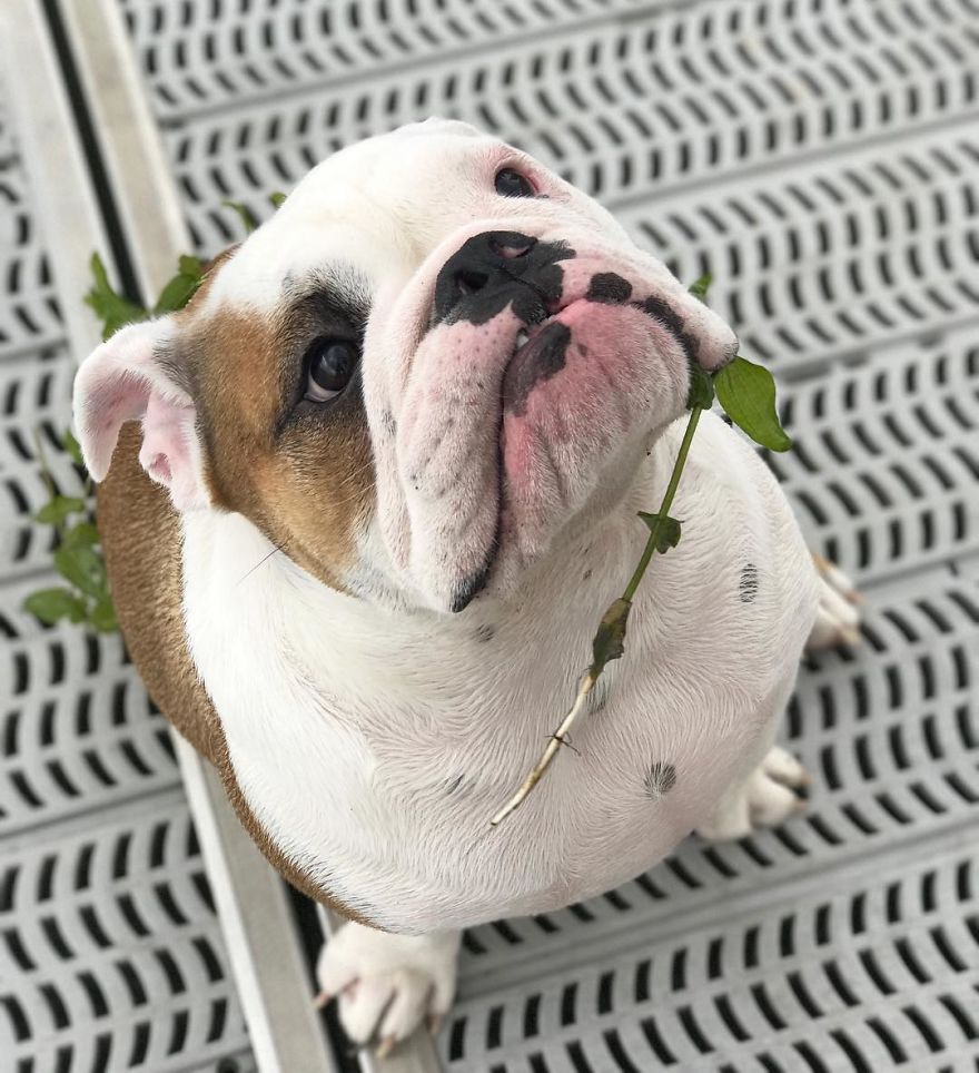 Meet Walter - An English Bulldog Who Likes To Sit Like A Human In His Favorite Chair