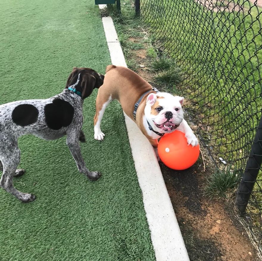 Meet Walter - An English Bulldog Who Likes To Sit Like A Human In His Favorite Chair Meet Walter - An English Bulldog Who Likes To Sit Like A Human In His Favorite Chair