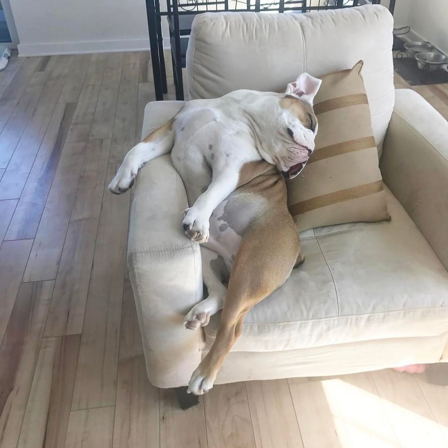 Meet Walter - An English Bulldog Who Likes To Sit Like A Human In His Favorite Chair Meet Walter - An English Bulldog Who Likes To Sit Like A Human In His Favorite Chair