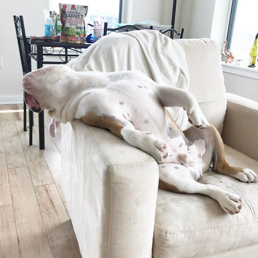 Meet Walter - An English Bulldog Who Likes To Sit Like A Human In His Favorite Chair Meet Walter - An English Bulldog Who Likes To Sit Like A Human In His Favorite Chair