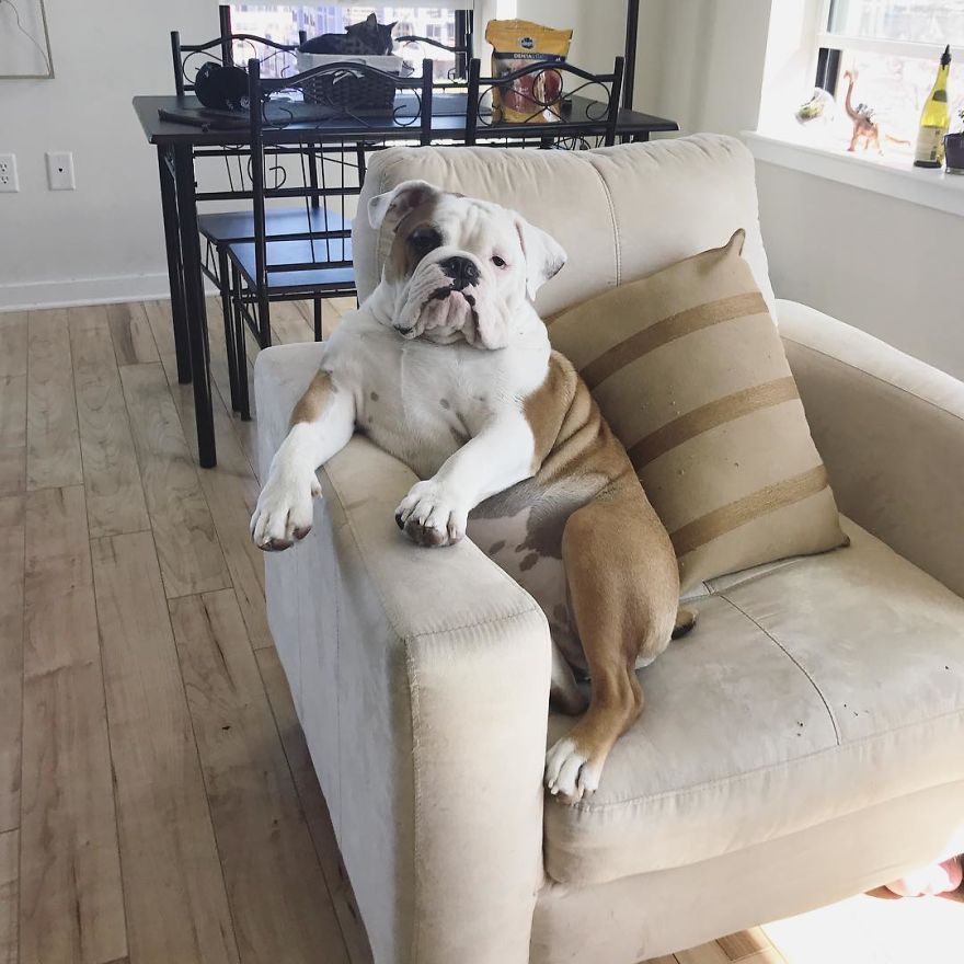 Meet Walter - An English Bulldog Who Likes To Sit Like A Human In His Favorite Chair
