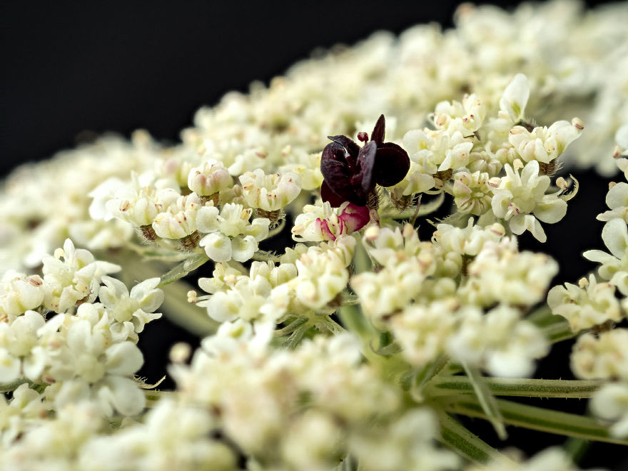 My Dad Captures The Beauty And Wonders In Tiny Things