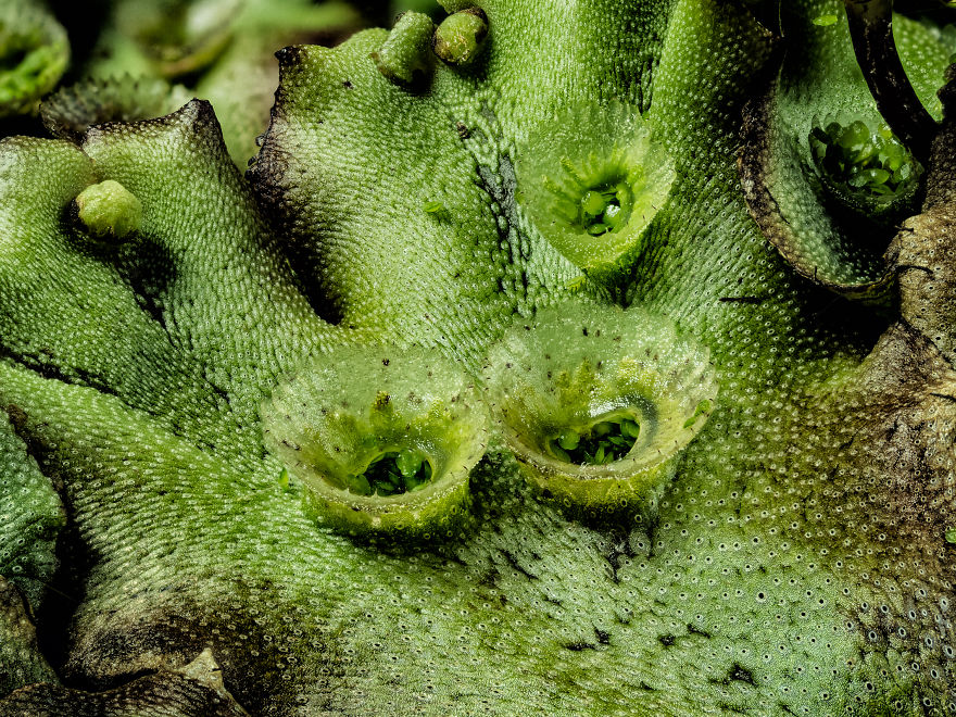 My Dad Captures The Beauty And Wonders In Tiny Things