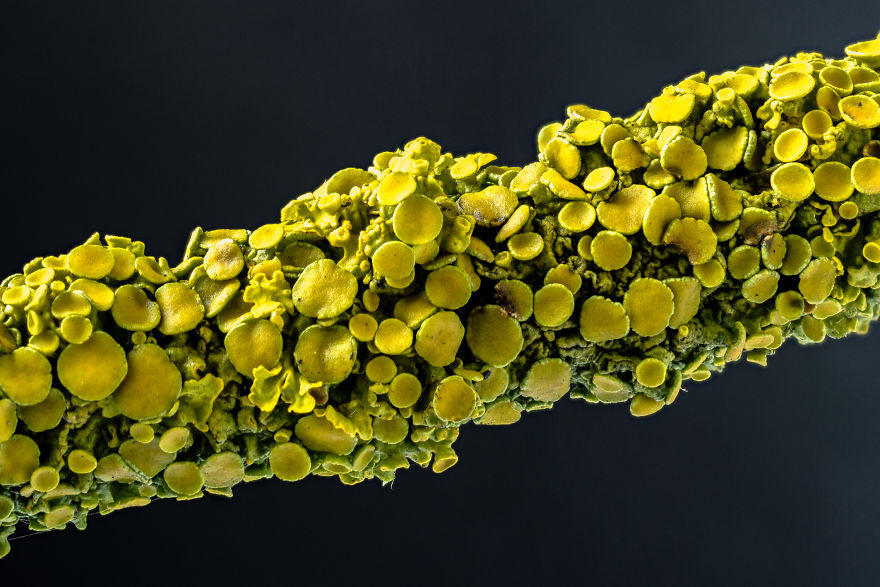 My Dad Captures The Beauty And Wonders In Tiny Things