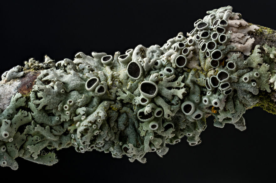 My Dad Captures The Beauty And Wonders In Tiny Things