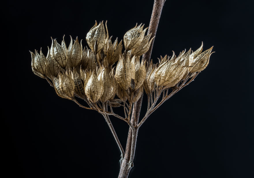 My Dad Captures The Beauty And Wonders In Tiny Things