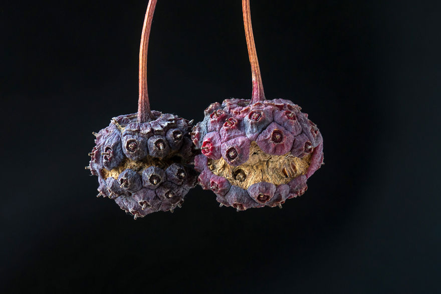 My Dad Captures The Beauty And Wonders In Tiny Things