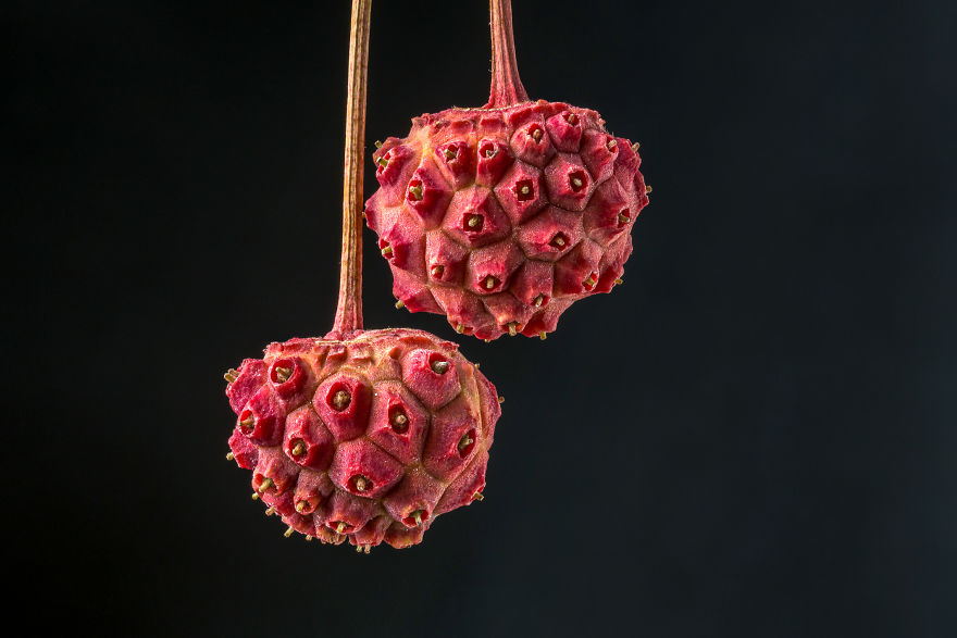 My Dad Captures The Beauty And Wonders In Tiny Things