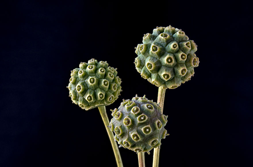 My Dad Captures The Beauty And Wonders In Tiny Things