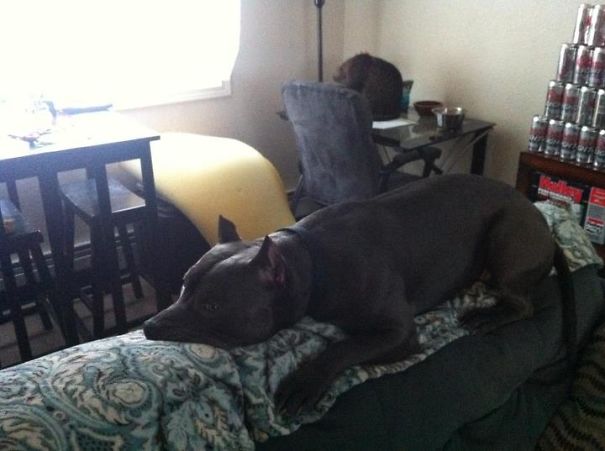 My Dog Thinks He's A Cat