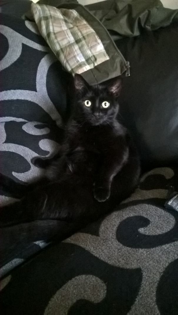 Walked Into The Living Room Earlier Then Normal....think I Caught Her In The Act.