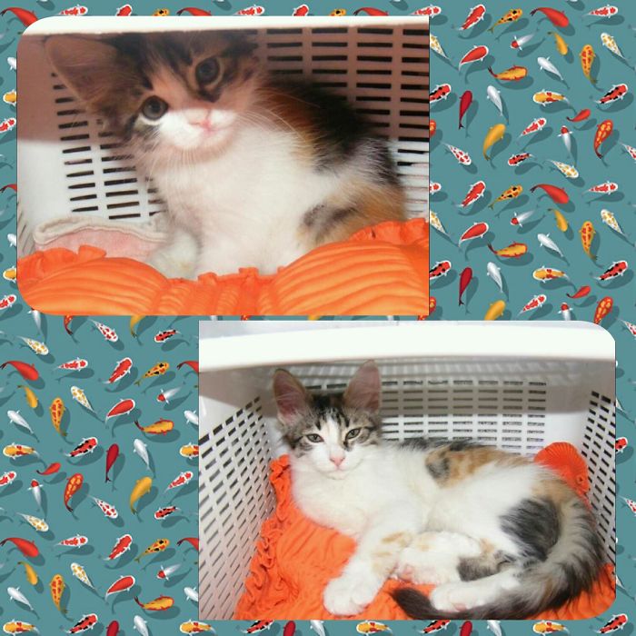 Mira The Witch, Same Basket. But She Not Live Now :/ I Miss Her...