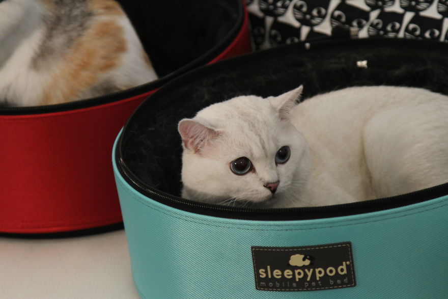 Cat Con Is A Thing, And You Definitely Want To Experience It!