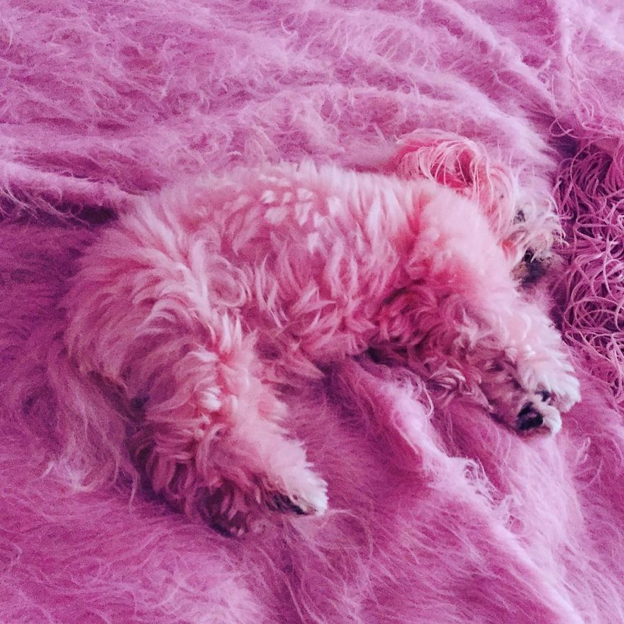 Woman Has Life Totally Pink For 30 Years Woman Has Life Totally Pink For 30 Years