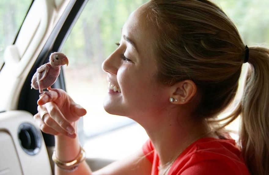 Parrots Who Lost Feathers, Found Love And Happiness