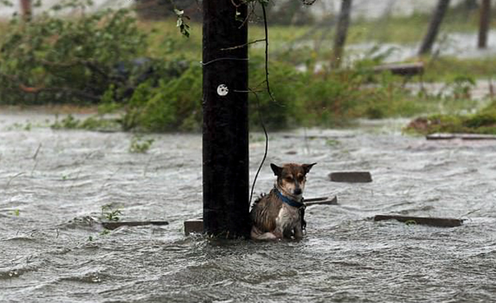 Some People Left Their Dogs Tied Up To Die In The Flood And It Will Break Your Heart