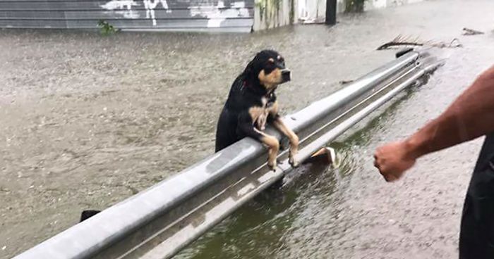 Some People Left Their Dogs Tied Up To Die In The Flood And It Will Break Your Heart