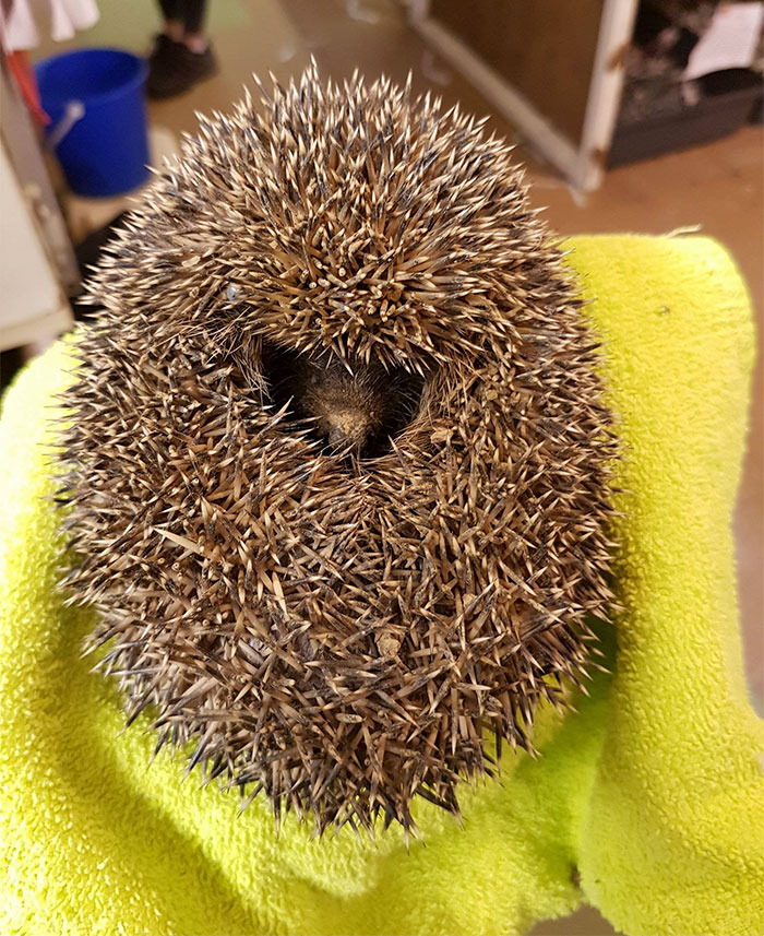 angry-hedhehog-clay-ball-3 angry-hedhehog-clay-ball-3