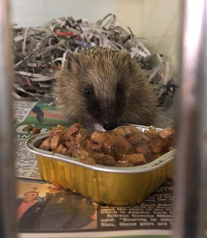 angry-hedhehog-clay-ball-4 angry-hedhehog-clay-ball-4