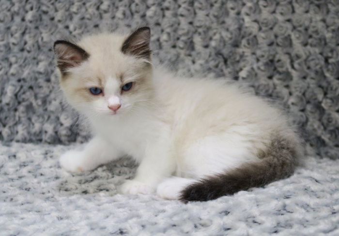 Obi, Ragdoll, Aug. 2016 Then Aug. 2017 And Still Growing. Not Fat But Very, Very Fluffy