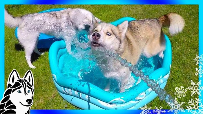 Husky Pool Party