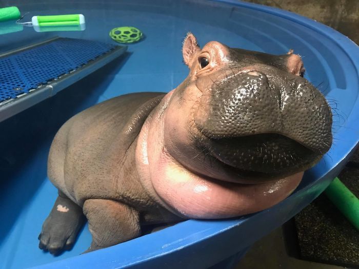 Fiona The Hippo Playing In The Water Will Make Your Day In Just 81 Seconds Fiona The Hippo Playing In The Water Will Make Your Day In Just 81 Seconds