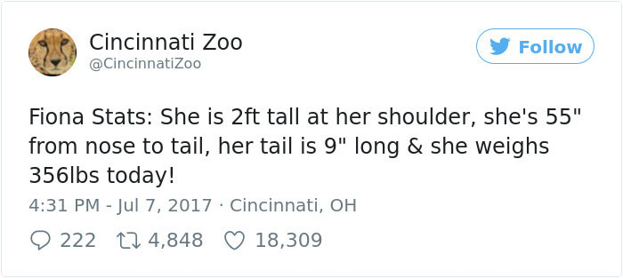 Fiona The Hippo Playing In The Water Will Make Your Day In Just 81 Seconds