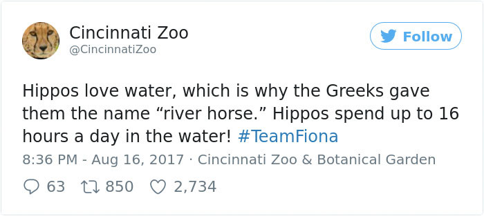 Fiona The Hippo Playing In The Water Will Make Your Day In Just 81 Seconds