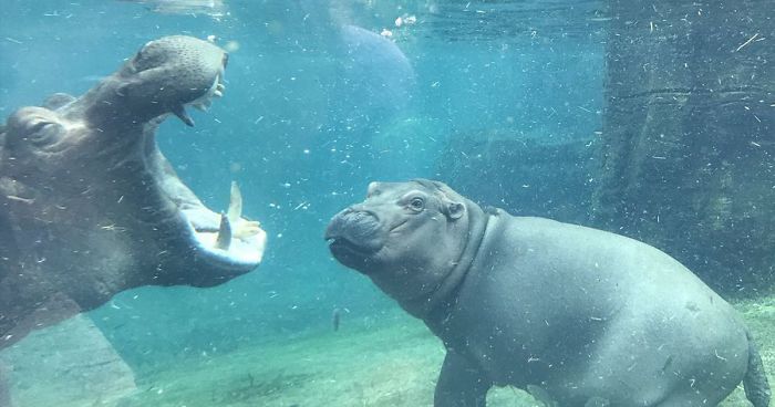 Fiona The Hippo Playing In The Water Will Make Your Day In Just 81 Seconds