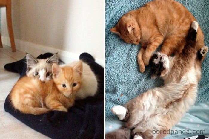 Big & Ginge. Sadly Big Is No Longer With Us