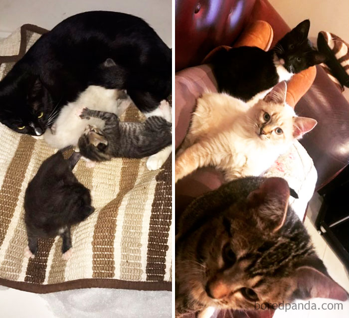 3 Months Old Vs 3 Weeks Old, Cute Overload